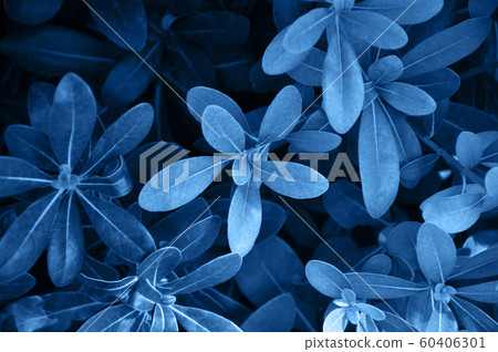 Tropical leaves background. Close up. Blue toned. 60406301