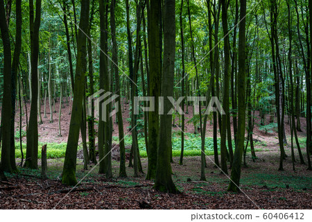 Woodland area of Granitz with European beech, Fagus sylvatica, and sessile oak, Quercus petraea in Rugen Island Woodland area of Granitz with European beech, Fagus sylvatica, and sessile oak, Quercus petraea in Rugen Island 60406412