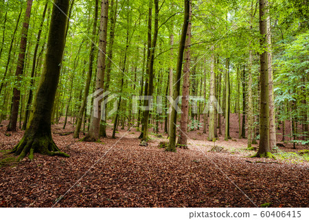 Woodland area of Granitz with European beech, Fagus sylvatica, and sessile oak, Quercus petraea in Rugen Island 60406415