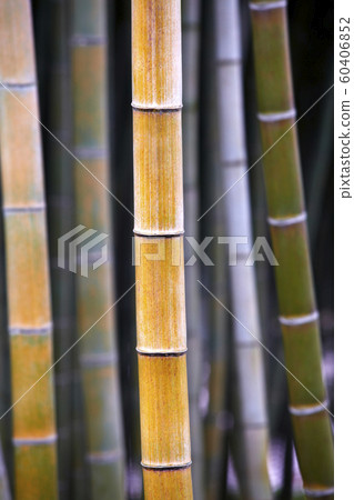 Bamboo-Plant, Bamboo-Plant, 60406852