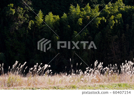 竹林和Susuki在深秋 60407154