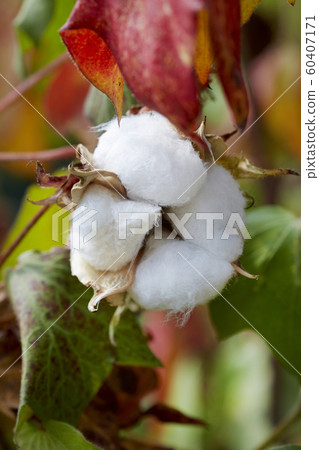 Cotton, thread, cotton flower, cotton fruit, 60407171