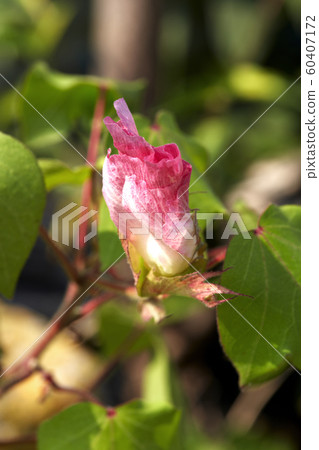 Cotton, thread, cotton flower, cotton fruit, 60407172