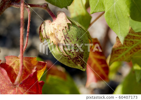 Cotton, thread, cotton flower, cotton fruit, 60407173