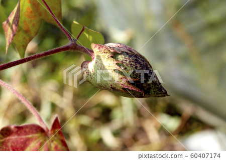 Cotton, thread, cotton flower, cotton fruit, 60407174