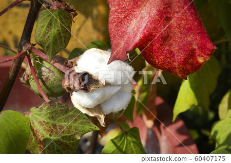 Cotton, thread, cotton flower, cotton fruit, 60407175