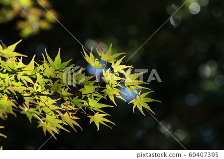 Momiji Momiji 60407395