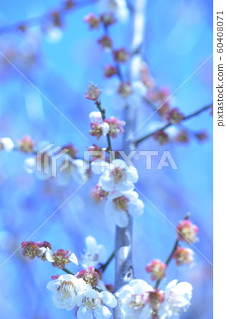 Meijo Park plum blossoms in the blue sky Meijo Park plum blossoms in the blue sky 60408071