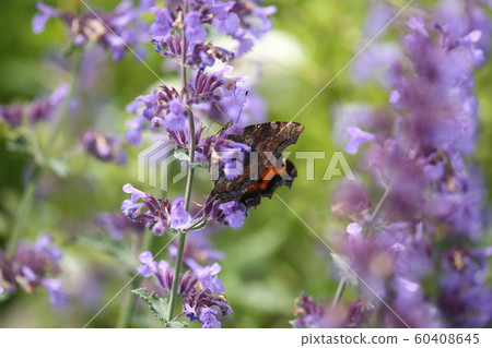 Swallowtail and herbs Swallowtail and herbs 60408645