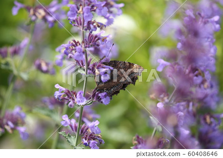 Swallowtail and herbs Swallowtail and herbs 60408646