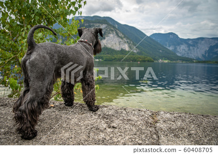 hikers with dog in the austrian alps walk on mountain hiking trails in the woods around the lakes hikers with dog in the austrian alps walk on mountain hiking trails in the woods around the lakes 60408705