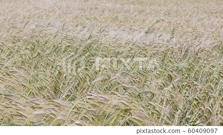 Fields of wheat at the end of summer fully ripe Fields of wheat at the end of summer fully ripe 60409097