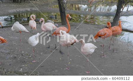 Flock of Greater Flamingo, nice pink big bird, Flock of Greater Flamingo, nice pink big bird, 60409112