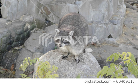 Cute young raccoon on the stone in the warm summer Cute young raccoon on the stone in the warm summer 60409113