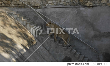Lioness goes up the stairs in search of prey Lioness goes up the stairs in search of prey 60409115