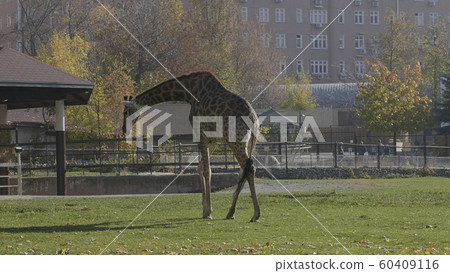 Large giraffe leaned over to pick up a branch 60409116