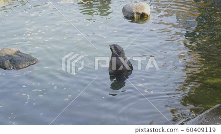 Fur seal sits in the water and looks Fur seal sits in the water and looks 60409119