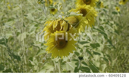 Field of flowering sunflowers with bees collecting 60409128