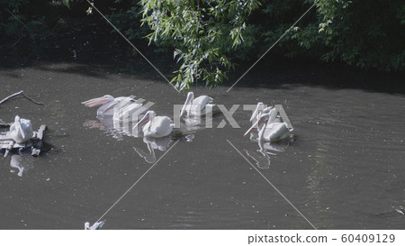 White Pelican (Pelecanus onocrotalus) also known White Pelican (Pelecanus onocrotalus) also known 60409129