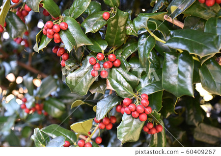 冬青紅色漿果 冬青紅色漿果 60409267