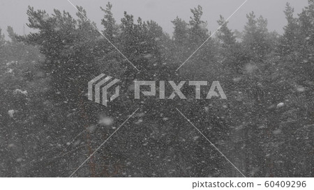 Winter forest during a snowfall, slow motion 60409296