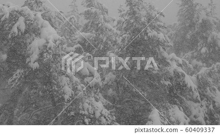 Winter forest during a snowfall, slow motion 60409337
