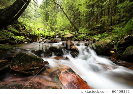 Forest stream flowing down from the mountain Forest stream flowing down from the mountain 60409351