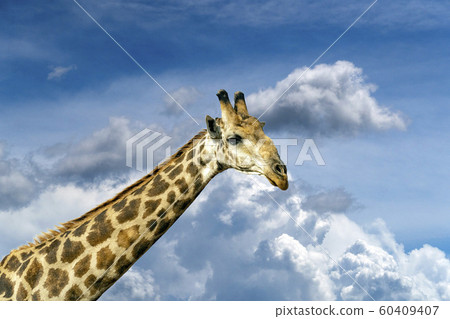 giraffe in kruger park south africa isolated on 60409407