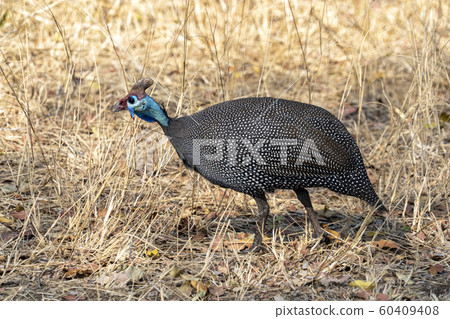 Helmeted guineafowl in Kruger Park Helmeted guineafowl in Kruger Park 60409408
