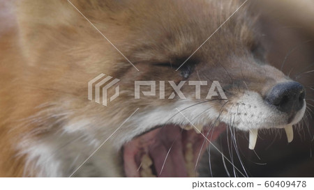 Golden jackal in nature tracks down prey, portrait Golden jackal in nature tracks down prey, portrait 60409478