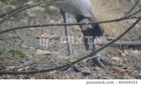 Beautiful bird, Grey Crowned Crane with blue eye Beautiful bird, Grey Crowned Crane with blue eye 60409503
