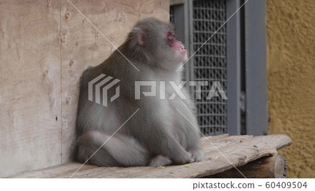 Portrait of a japanese macaque (snow monkey) 60409504