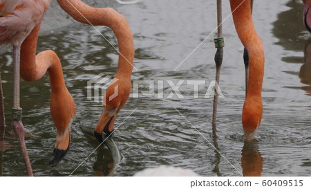 Flock of Greater Flamingo, nice pink big bird, Flock of Greater Flamingo, nice pink big bird, 60409515
