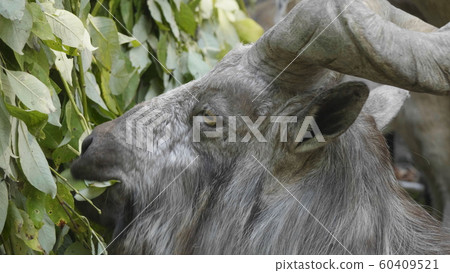 Beautiful mountain goat with helical long horns on Beautiful mountain goat with helical long horns on 60409521