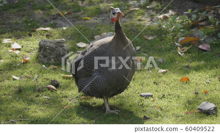 Guinea fowl walking along the green grass in the Guinea fowl walking along the green grass in the 60409522
