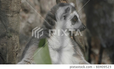 Ring-tailed Lemur Lemur catta sits under a tree 60409523