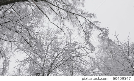 Winter forest during a snowfall, slow motion Winter forest during a snowfall, slow motion 60409547