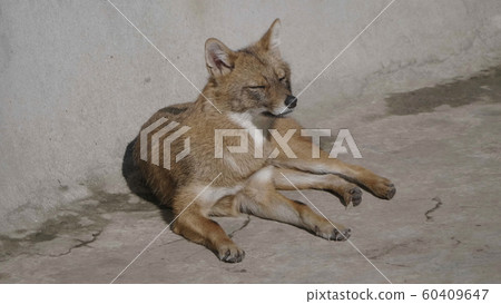 Golden jackal in nature tracks down prey 60409647