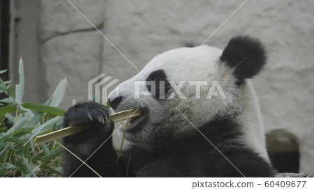 Panda goes on a background of green grass 60409677