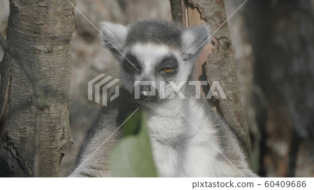 Ring-tailed Lemur Lemur catta sits under a tree Ring-tailed Lemur Lemur catta sits under a tree 60409686
