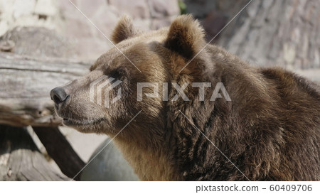 Brown bear (Ursus arctos) portrait on the hunt Brown bear (Ursus arctos) portrait on the hunt 60409706