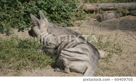 Portrait of a spotted hyena in the shade of trees Portrait of a spotted hyena in the shade of trees 60409708