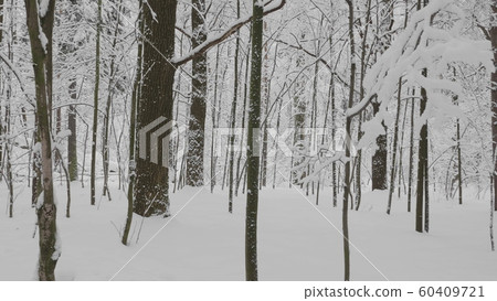 Winter forest during a snowfall, slow motion Winter forest during a snowfall, slow motion 60409721