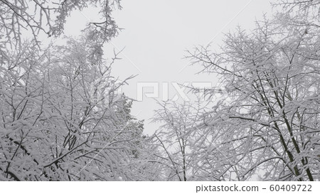 Winter forest during a snowfall, slow motion Winter forest during a snowfall, slow motion 60409722