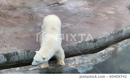 Polar Bear Ursus Maritimus on a sunny day 60409742