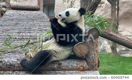 Panda goes on a background of green grass 60409744