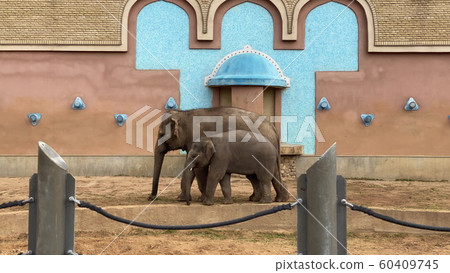 Wild Asian elephant mother and baby are walking 60409745