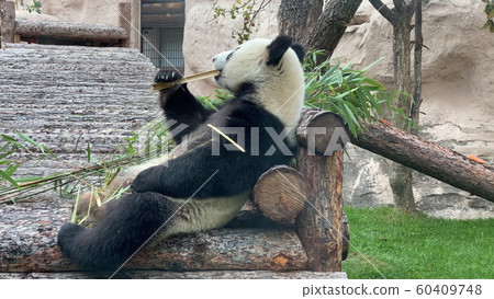 Panda goes on a background of green grass 60409748