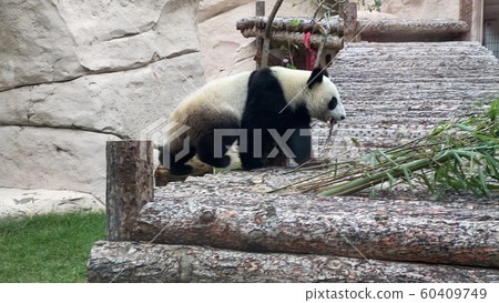 Panda goes on a background of green grass 60409749