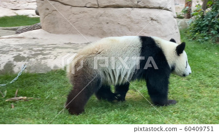 Panda goes on a background of green grass 60409751